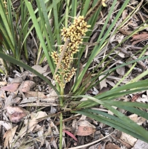 Lomandra longifolia at Holt, ACT - 27 Oct 2020 10:34 AM