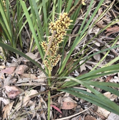 Lomandra longifolia (Spiny-headed Mat-rush, Honey Reed) at Aranda Bushland - 26 Oct 2020 by LeafBird