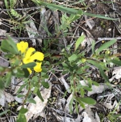 Hibbertia obtusifolia (Grey Guinea-flower) at Holt, ACT - 26 Oct 2020 by Goldtuft864