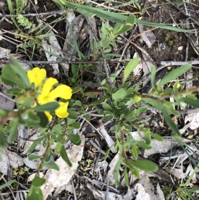 Hibbertia obtusifolia (Grey Guinea-flower) at Aranda Bushland - 26 Oct 2020 by LeafBird