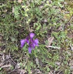 Linaria pelisseriana (Pelisser's Toadflax) at Aranda Bushland - 29 Oct 2020 by LeafBird