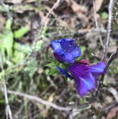 Echium sp. (Paterson's Curse or Viper's Bugloss) at Holt, ACT - 27 Oct 2020 by LeafBird