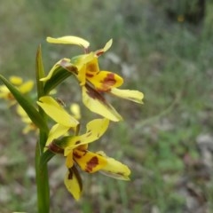 Diuris sulphurea (Tiger Orchid) at Tuggeranong DC, ACT - 29 Oct 2020 by Mike