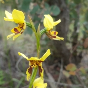 Diuris sulphurea at Tuggeranong DC, ACT - 29 Oct 2020