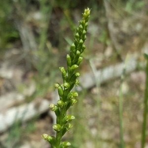 Microtis parviflora at Tuggeranong DC, ACT - 29 Oct 2020