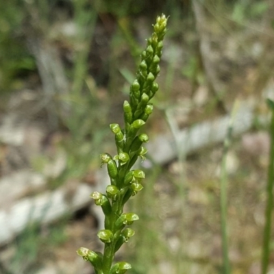 Microtis parviflora (Slender Onion Orchid) at Tuggeranong DC, ACT - 29 Oct 2020 by Mike