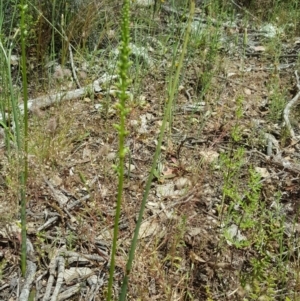 Microtis parviflora at Tuggeranong DC, ACT - 29 Oct 2020