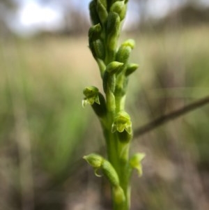 Microtis parviflora at Throsby, ACT - suppressed