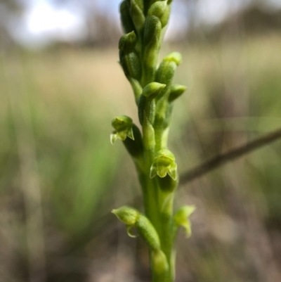 Microtis parviflora (Slender Onion Orchid) at Throsby, ACT - 29 Oct 2020 by JasonC