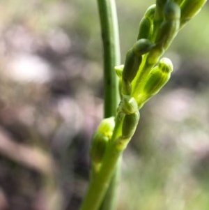 Microtis parviflora at Throsby, ACT - suppressed