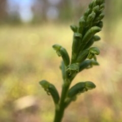 Microtis parviflora at Throsby, ACT - suppressed