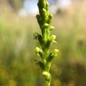 Microtis parviflora at Throsby, ACT - suppressed