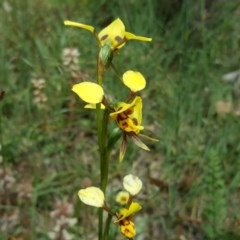 Diuris sulphurea (Tiger Orchid) at Tuggeranong DC, ACT - 29 Oct 2020 by Mike