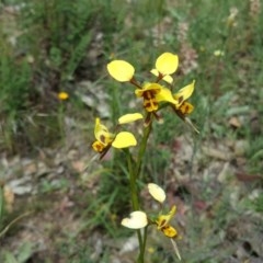 Diuris sulphurea at Tuggeranong DC, ACT - 29 Oct 2020