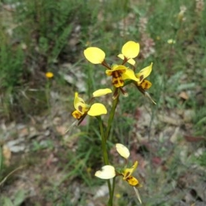 Diuris sulphurea at Tuggeranong DC, ACT - 29 Oct 2020