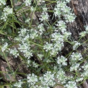 Poranthera microphylla at Nanima, NSW - 30 Oct 2020
