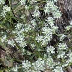 Poranthera microphylla (Small Poranthera) at Nanima, NSW - 29 Oct 2020 by 81mv