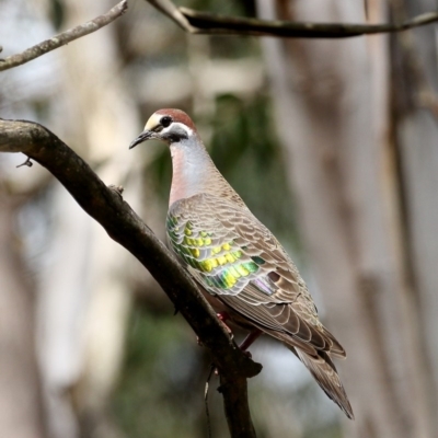 Phaps chalcoptera (Common Bronzewing) at Penrose State Forest - 29 Oct 2020 by Snowflake