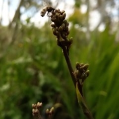 Entomophthora sp. (genus) (Puppeteer Fungus) at Carwoola, NSW - 29 Oct 2020 by Zoed