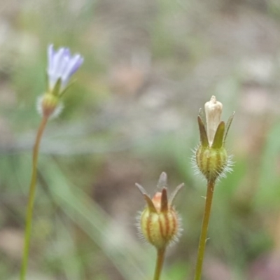 Wahlenbergia stricta subsp. stricta (Tall Bluebell) at Wanniassa Hill - 29 Oct 2020 by Mike