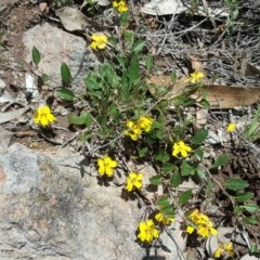 Goodenia hederacea (Ivy Goodenia) at Tuggeranong DC, ACT - 29 Oct 2020 by Mike