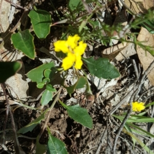 Goodenia hederacea at Tuggeranong DC, ACT - 29 Oct 2020