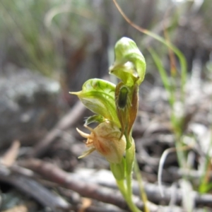 Oligochaetochilus aciculiformis at Theodore, ACT - suppressed