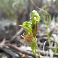 Oligochaetochilus aciculiformis (Needle-point rustyhood) at Theodore, ACT - 30 Oct 2020 by IanBurns