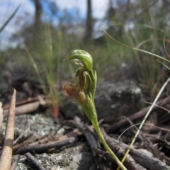 Oligochaetochilus aciculiformis at Theodore, ACT - suppressed