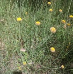 Ammobium craspedioides (Yass Daisy) at Bowning, NSW - 28 Oct 2020 by MPennay