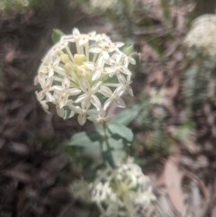 Pimelea linifolia (Slender Rice Flower) at Lake George, NSW - 30 Oct 2020 by MPennay