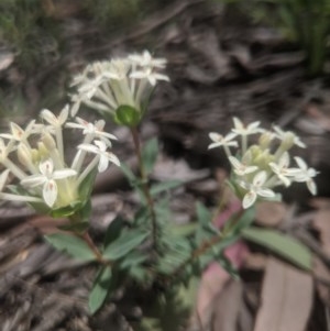 Pimelea linifolia at Lake George, NSW - 30 Oct 2020 12:31 PM