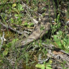 Tiliqua scincoides scincoides (Eastern Blue-tongue) at Isaacs Ridge - 29 Oct 2020 by SandraH