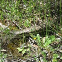 Tiliqua scincoides scincoides at Isaacs Ridge - 30 Oct 2020