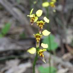 Diuris sulphurea (Tiger Orchid) at Jerrabomberra, ACT - 29 Oct 2020 by SandraH