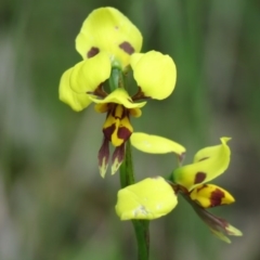 Diuris sulphurea at Isaacs Ridge - suppressed