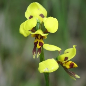 Diuris sulphurea at Isaacs Ridge - suppressed