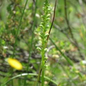 Microtis unifolia at Jerrabomberra, ACT - suppressed