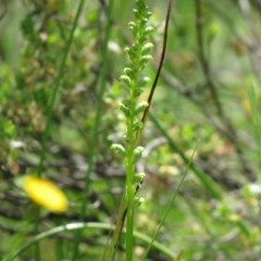 Microtis unifolia (Common onion orchid) at Jerrabomberra, ACT - 29 Oct 2020 by SandraH
