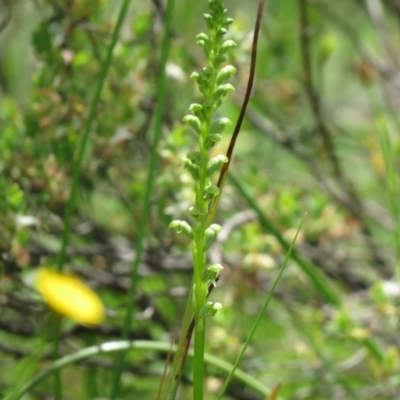 Microtis unifolia (Common Onion Orchid) at Jerrabomberra, ACT - 29 Oct 2020 by SandraH