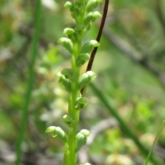 Microtis unifolia at Jerrabomberra, ACT - suppressed