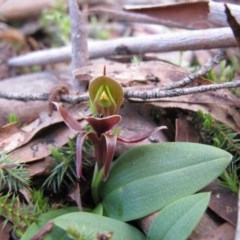 Chiloglottis valida (Large Bird Orchid) at Jingera, NSW - 29 Oct 2011 by IanBurns