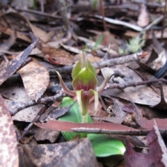 Chiloglottis valida at Jingera, NSW - 29 Oct 2011