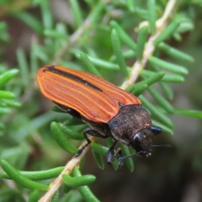 Castiarina erythroptera (Lycid Mimic Jewel Beetle) at Tuggeranong Hill - 30 Oct 2020 by Owen