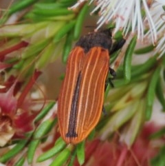 Castiarina erythroptera at Theodore, ACT - 30 Oct 2020 12:55 PM