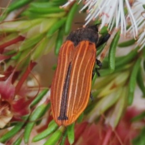 Castiarina erythroptera at Theodore, ACT - 30 Oct 2020 12:55 PM