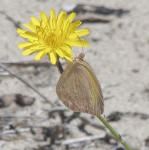 Eurema herla at Cullendulla Creek Nature Reserve - 30 Oct 2020