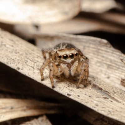 Maratus pavonis (Dunn's peacock spider) at Acton, ACT - 30 Oct 2020 by Roger