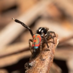 Maratus pavonis at Acton, ACT - 30 Oct 2020