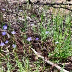 Wahlenbergia capillaris (Tufted Bluebell) at Bruce Ridge to Gossan Hill - 29 Oct 2020 by goyenjudy